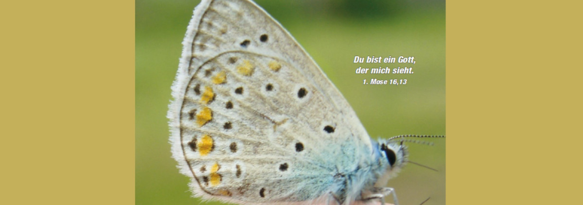 Schmetterling