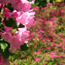 Rhododendron
