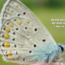 Schmetterling