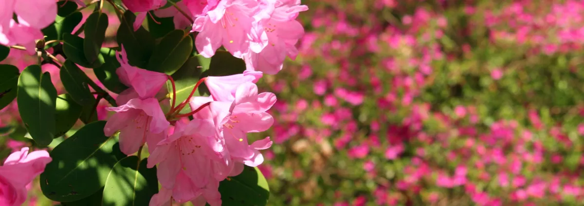 Rhododendron